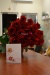 Красные голландские розы