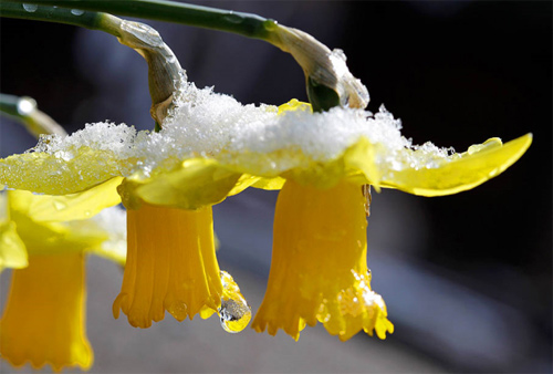 Нарцисс Нарцисс