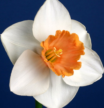 Лилия Лилия