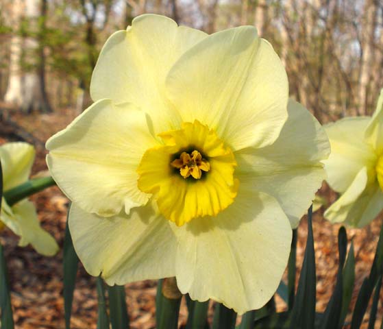 Нарцисс Нарцисс