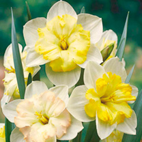 Нарцисс Нарцисс