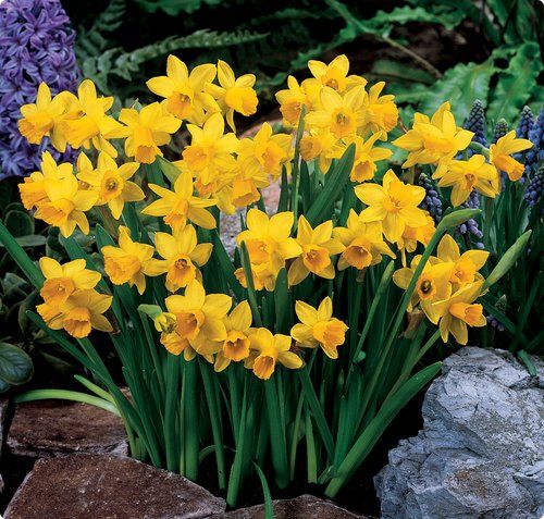 Лилия Лилия