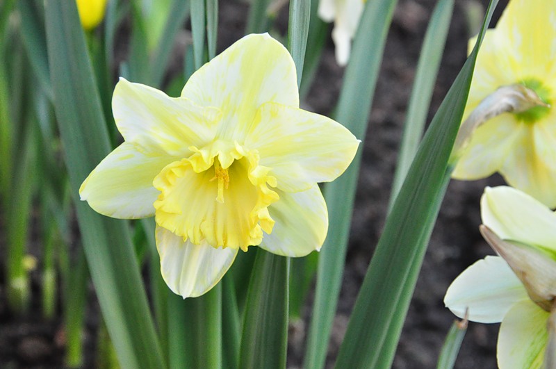 Лилия Лилия