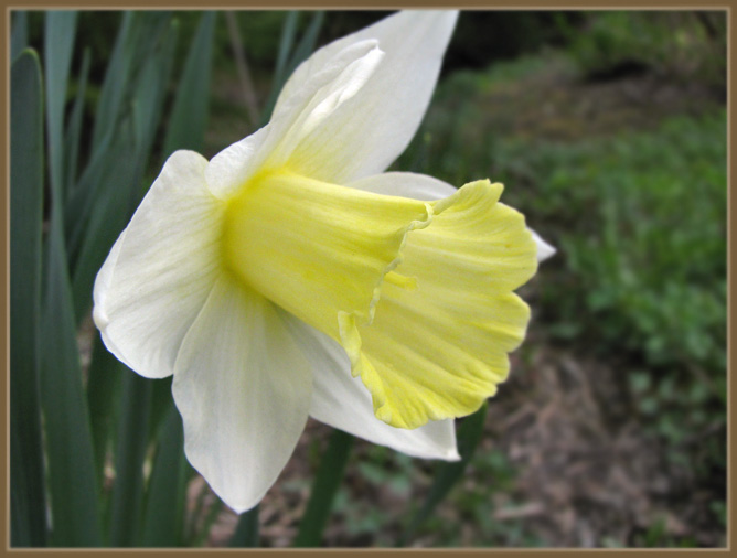 Лилия Лилия