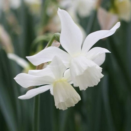 Лилия Лилия