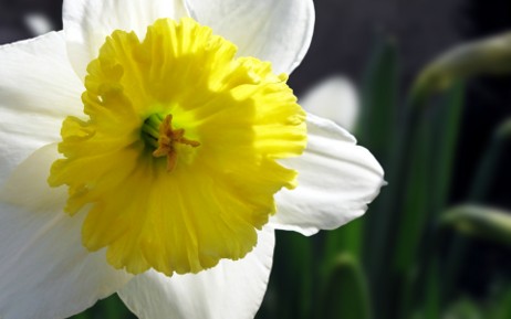 Лилия Лилия