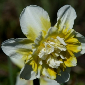 Лилия Лилия